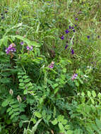 Image of Pacific pea