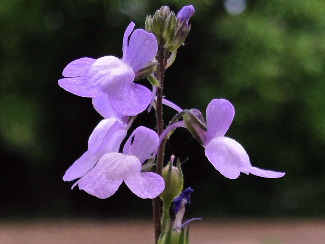 Image of Canada toadflax