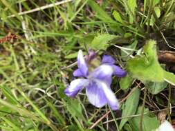 Image of common blue violet