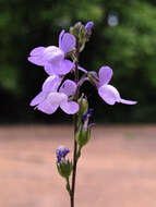 Plancia ëd Nuttallanthus canadensis (L.) D. A. Sutton