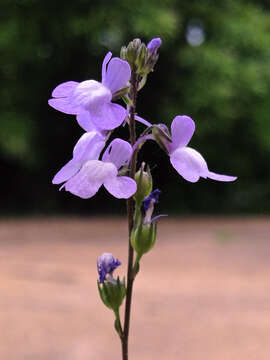 Plancia ëd Nuttallanthus canadensis (L.) D. A. Sutton