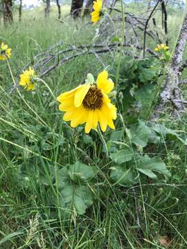 Image of deltoid balsamroot