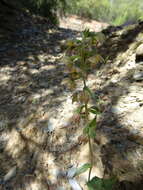 Image of Epipactis lusitanica D. Tyteca