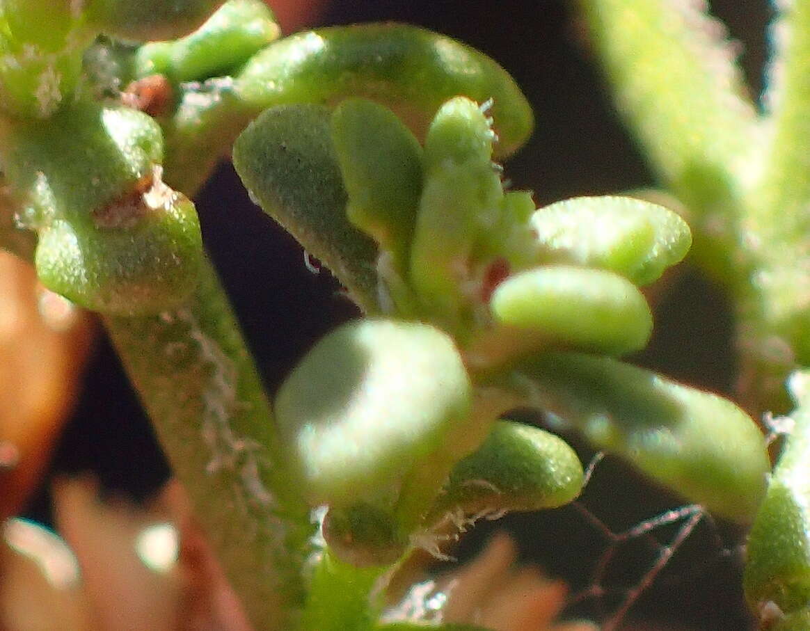 Image of Phyllopodium dolomiticum O. M. Hilliard