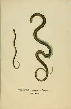 Image of Jointed Worm Lizard