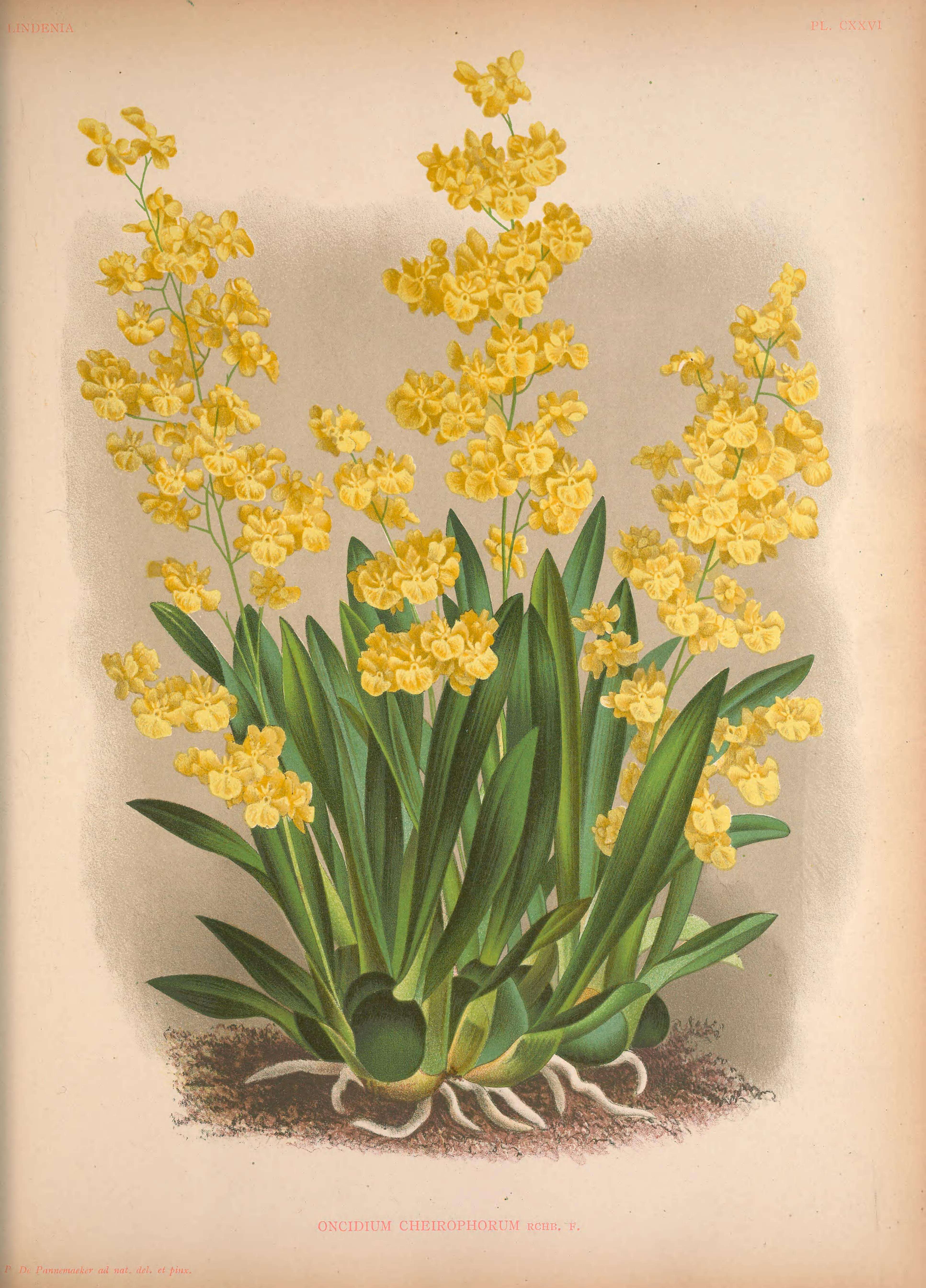 Image of Oncidium cheirophorum Rchb. fil.