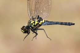 Image of Leucorrhinia patricia Walker 1940