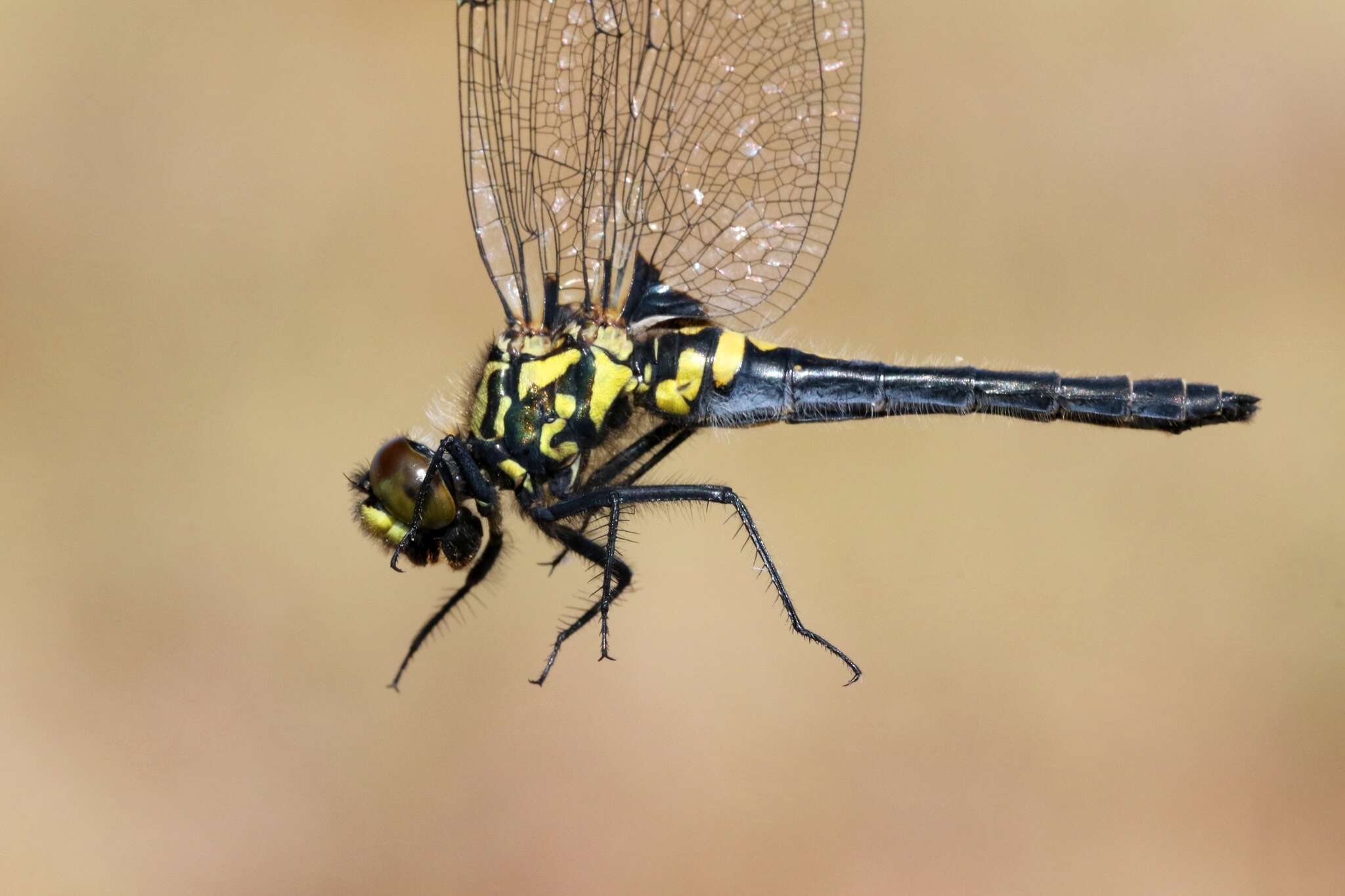 Image of Leucorrhinia patricia Walker 1940