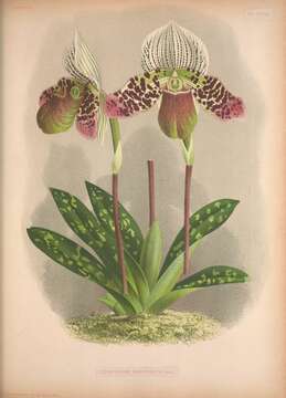 Image of Argus Paphiopedilum