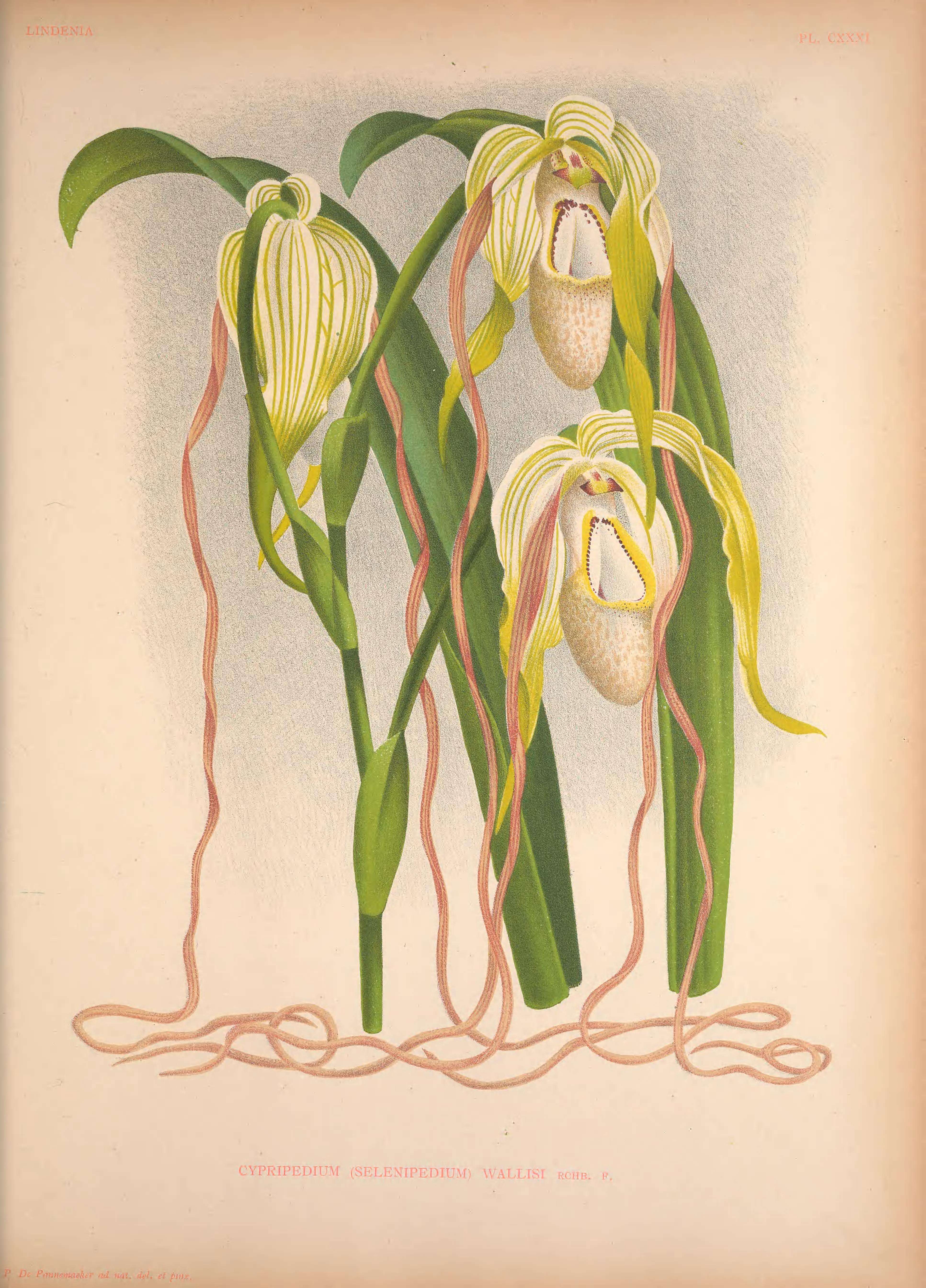 Image of Phragmipedium warszewiczianum (Rchb. fil.) Schltr.