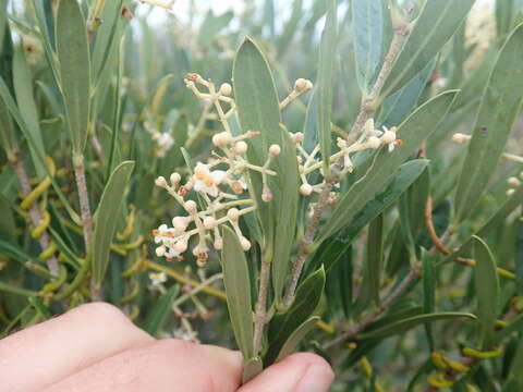 Image of Olea exasperata Jacq.