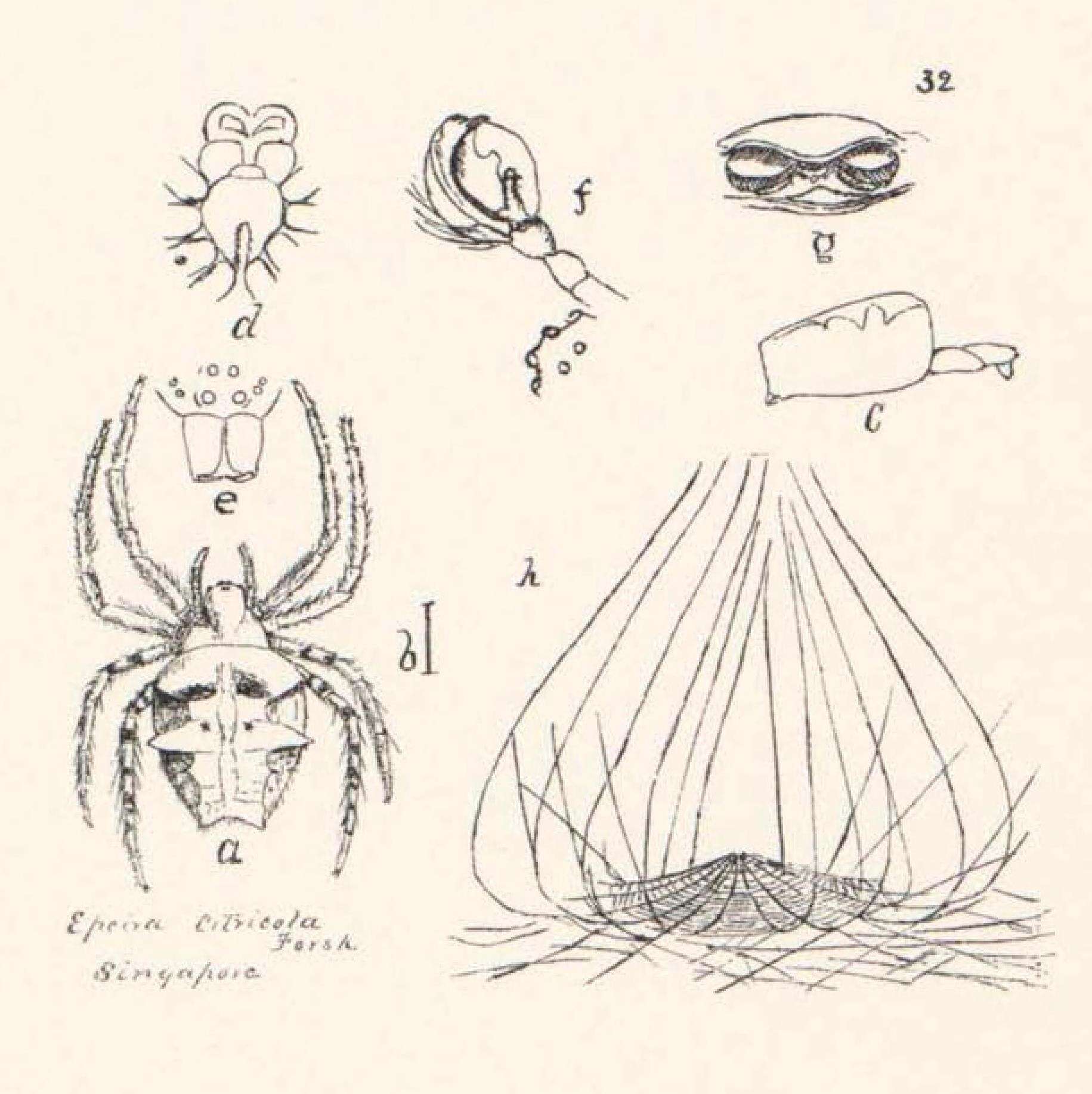 Imagem de Cyrtophora citricola (Forsskål 1775)