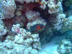 Image of Banded maori wrasse