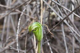 Image of Trowel leaved greenhood orchid