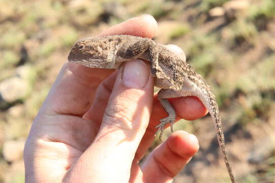 Image of Agama aculeata distanti (Boulenger 1902)