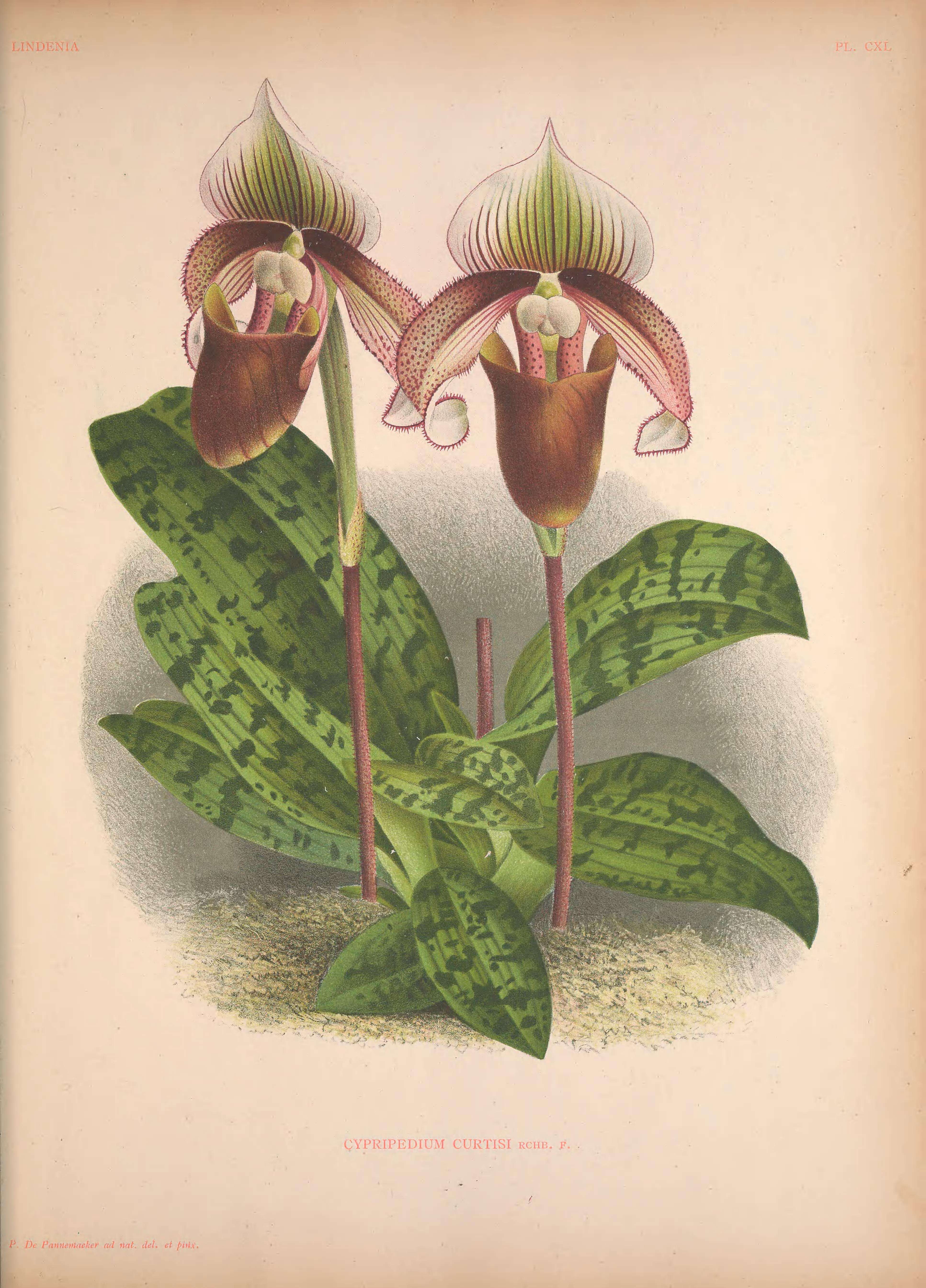 Image de Paphiopedilum superbiens (Rchb. fil.) Stein