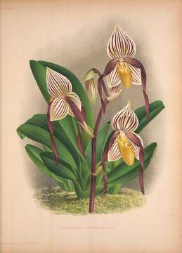 Image of Philippine Paphiopedilum