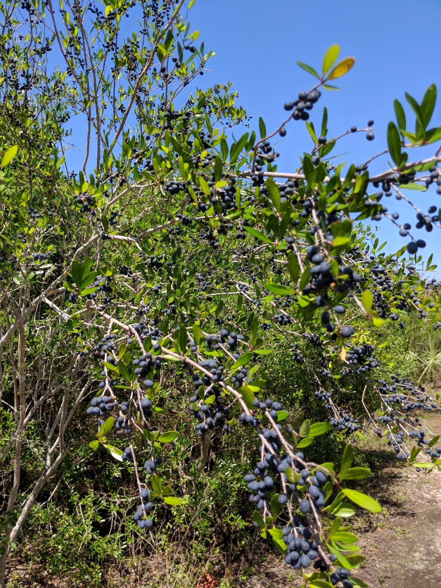 Image of Florida swampprivet