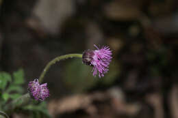 Hofmeisteria gayleana B. L. Turner的圖片