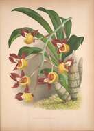 Image of catasetum