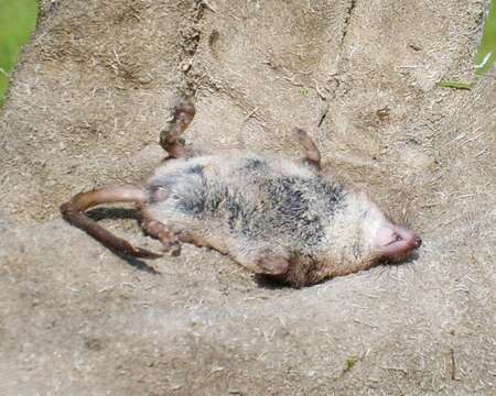 Image of Common Shrew