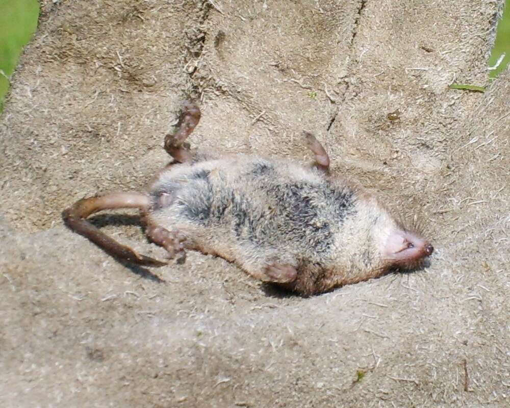 Image of Common Shrew