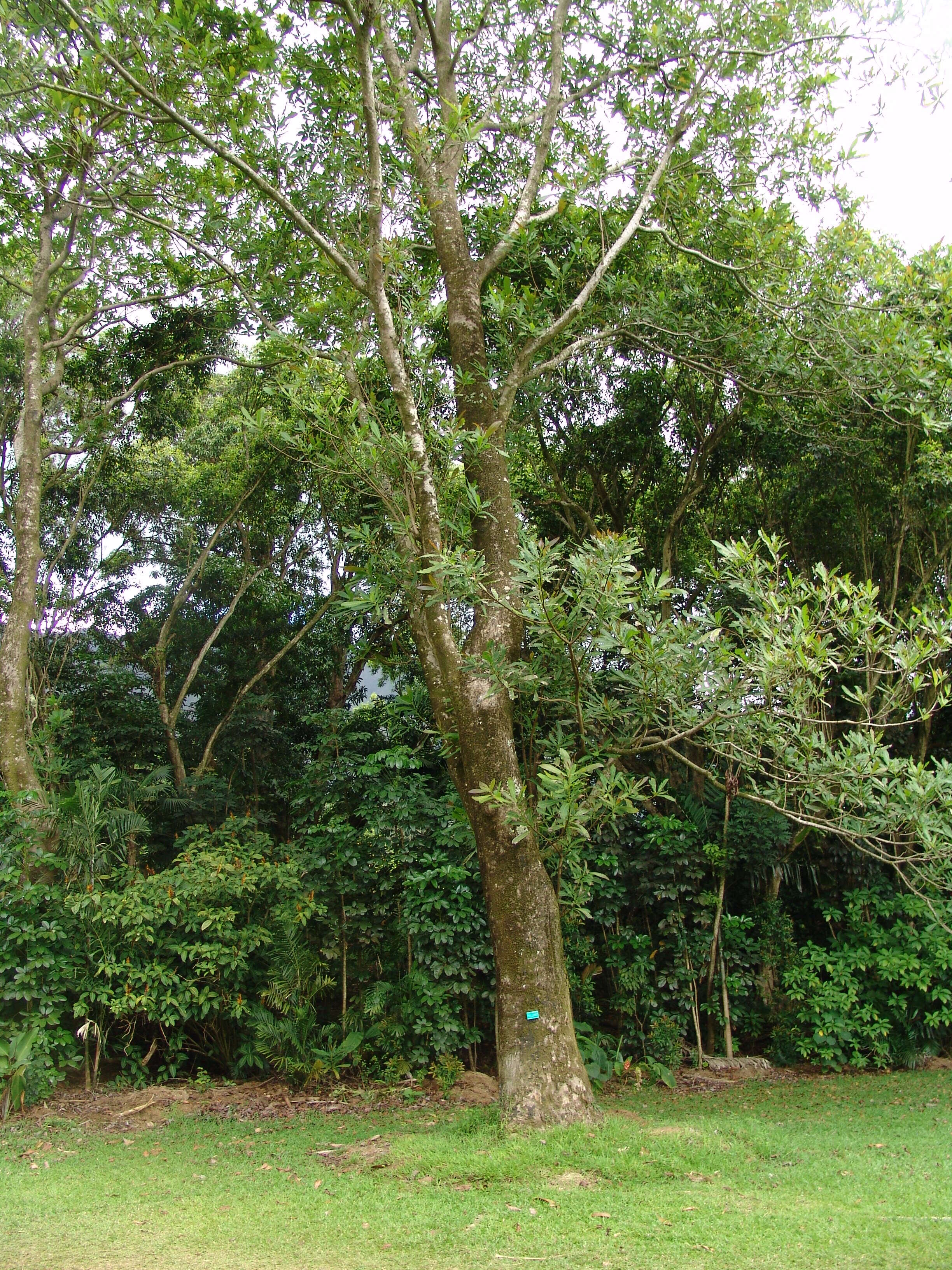 Image of Wild Cashew