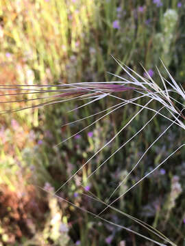 Image de Nassella pulchra (Hitchc.) Barkworth