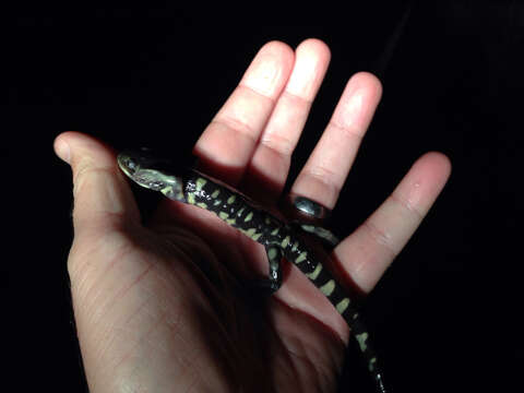 Image of Barred Tiger Salamander