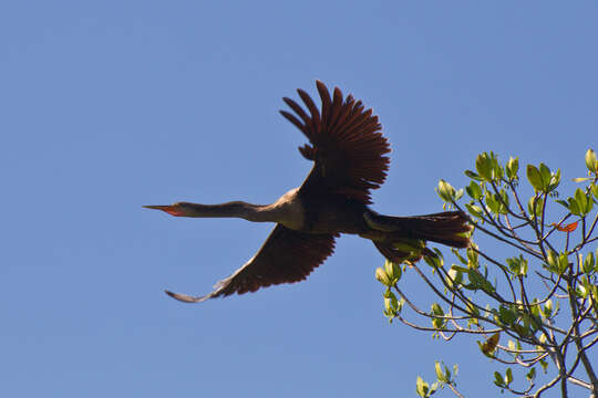 Plancia ëd Anhinga Brisson 1760