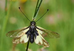 Image of Owly sulphur