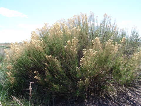 Image of desertbroom