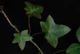 Image of Atlantic Ivy