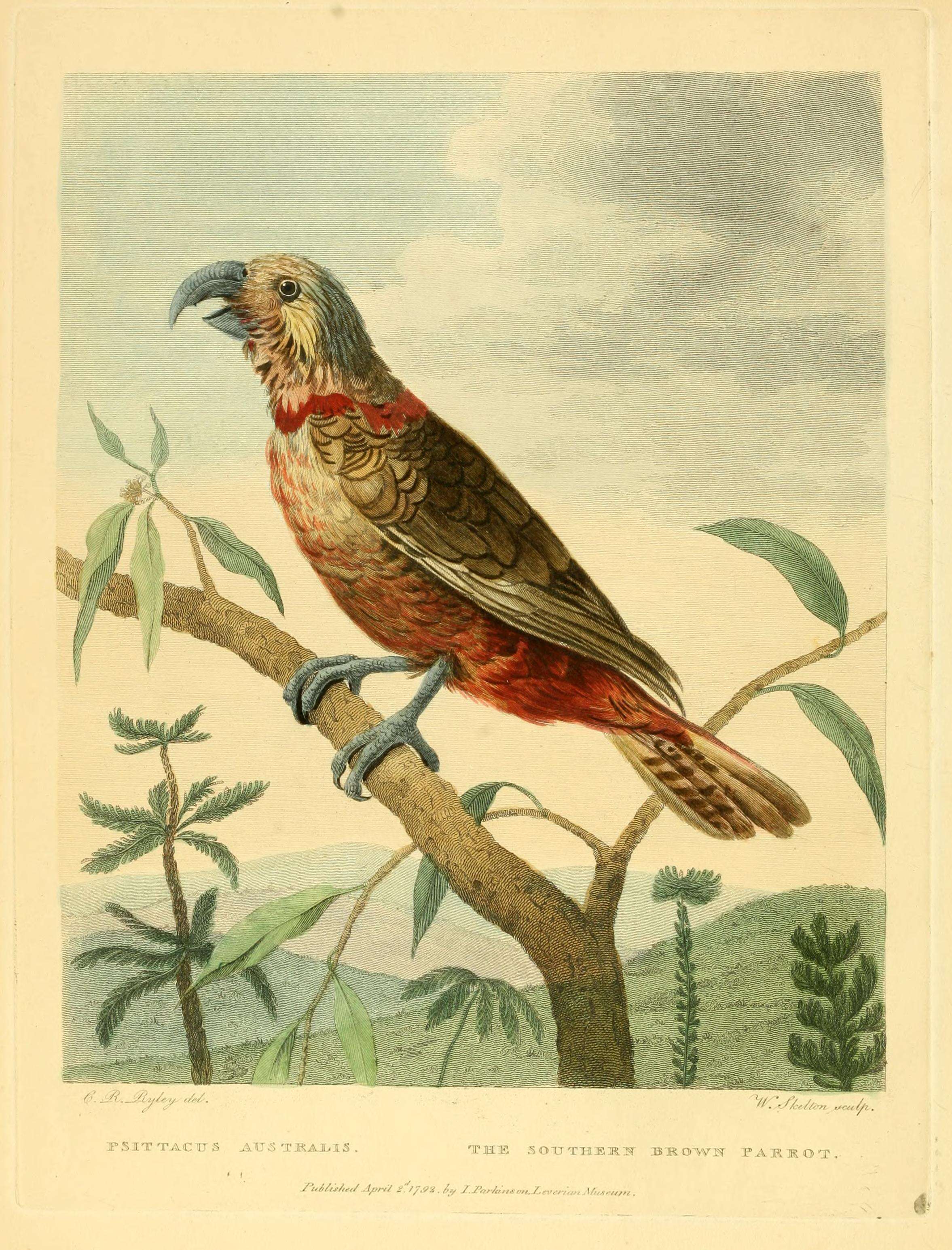 Image of Blue-crowned Lorikeet