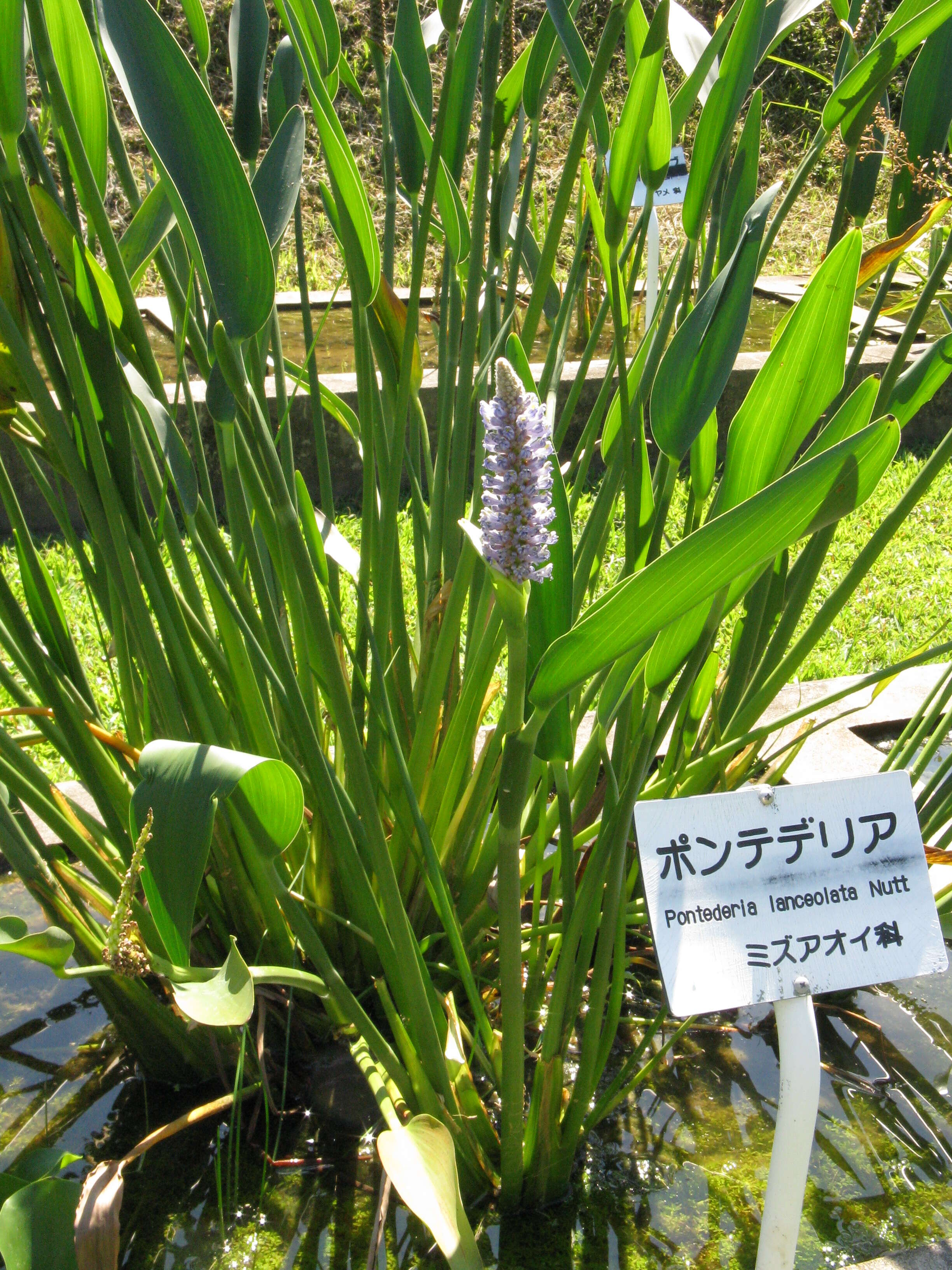 Image of pickerelweed