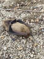 Image of Western Yellow Bat