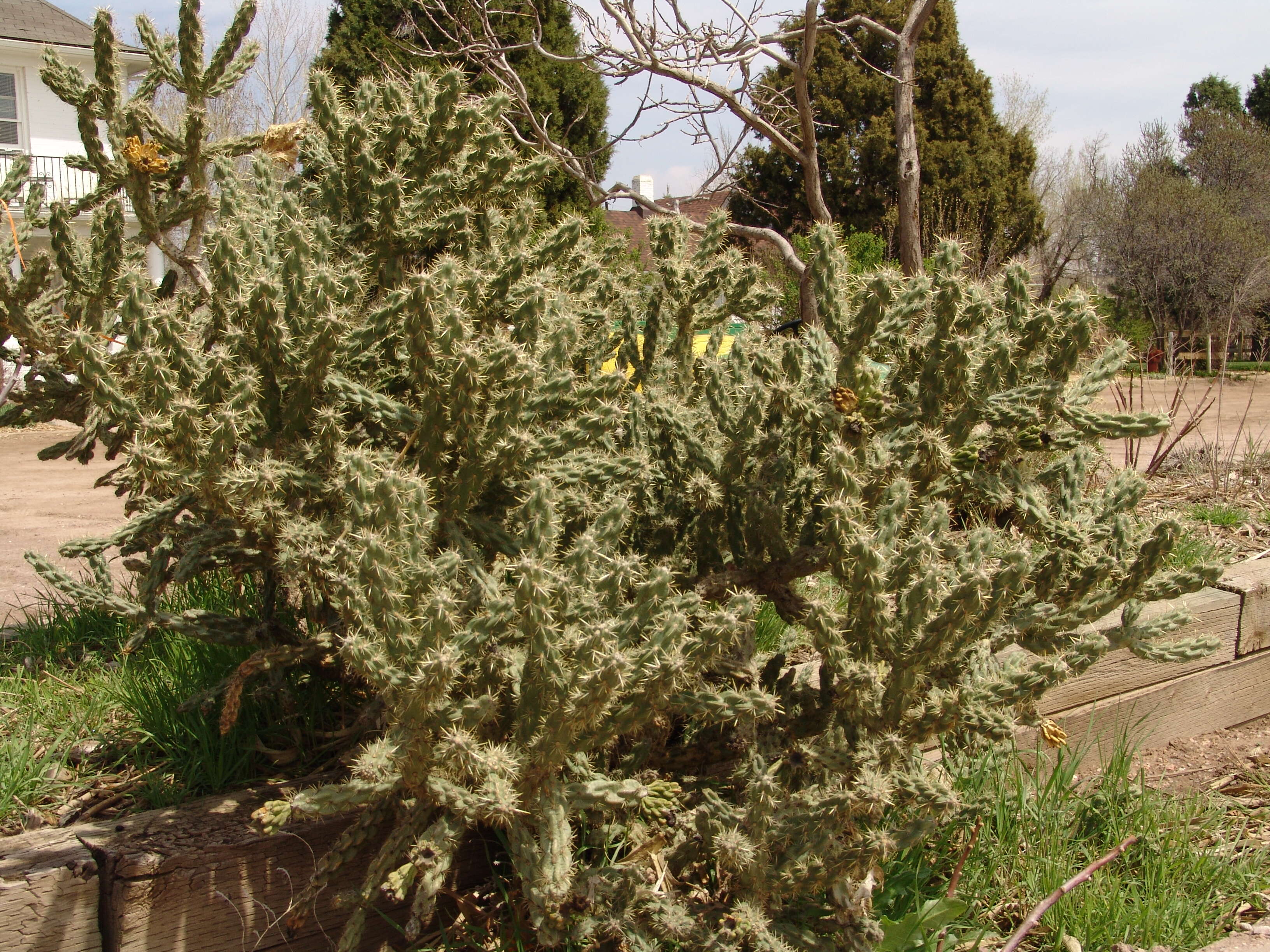 Image of Whipple cholla