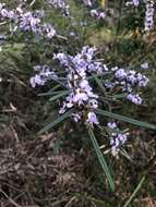 Image of Hovea asperifolia subsp. asperifolia