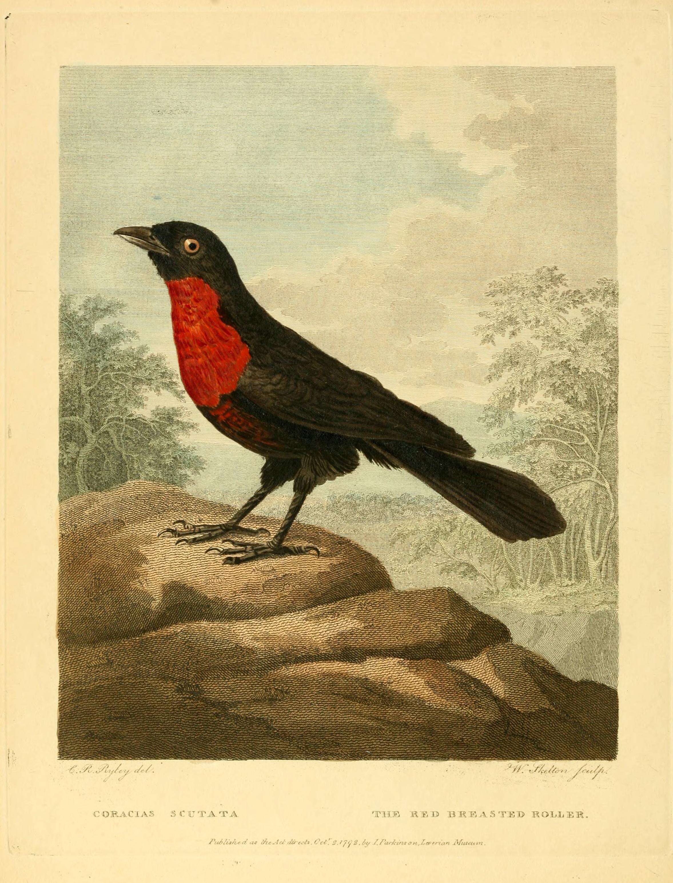 Image of Pyroderus Gray & GR 1840