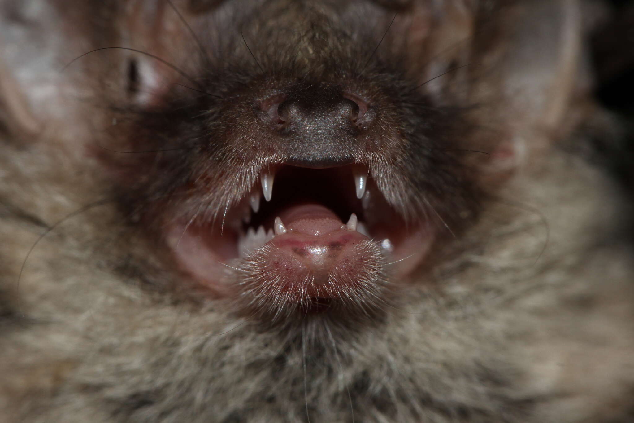 Image of Mountain Long-eared Bat