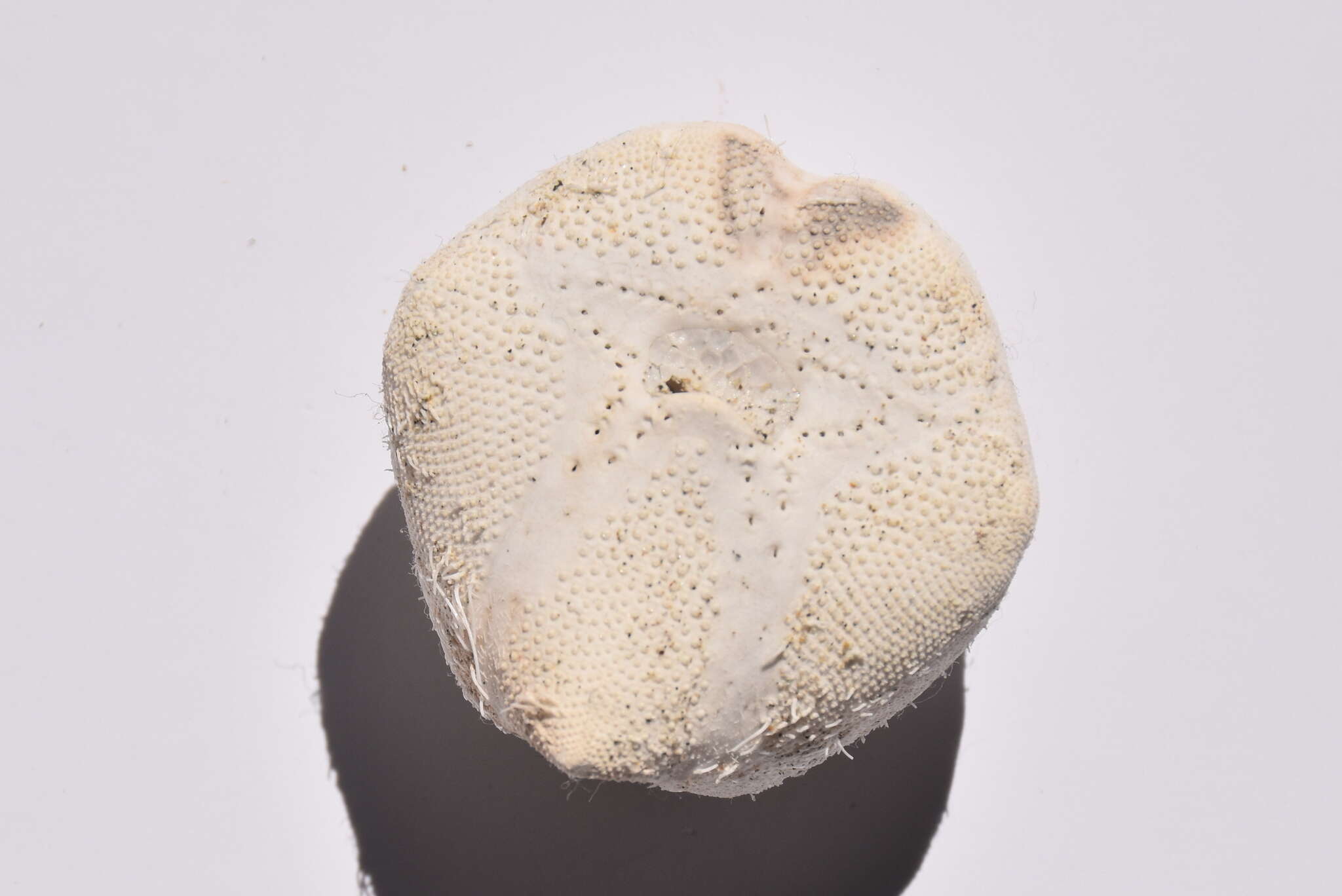 Image of Echinocardium mediterraneum (Forbes 1844)