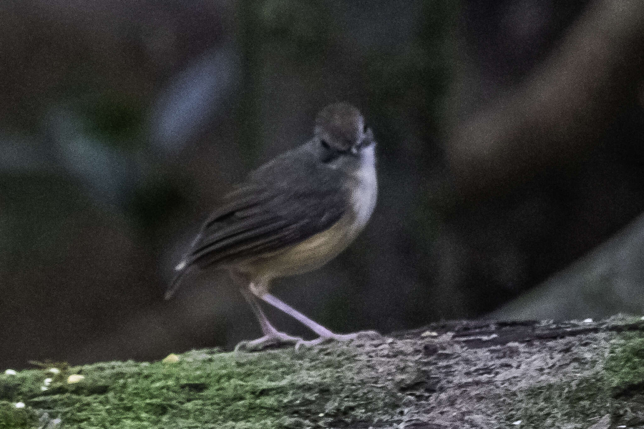 Image of Short-tailed Babbler