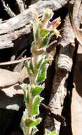 Eremophila behriana (F. Muell.) F. Muell. resmi