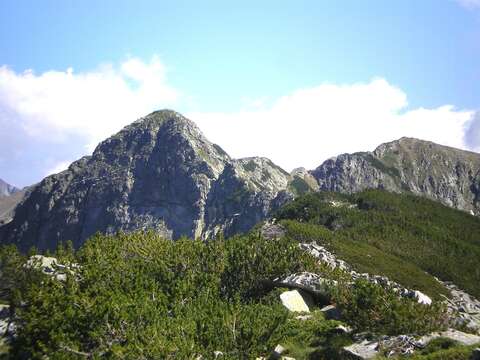 Image of Mountain Pine