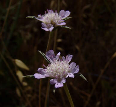 Image of Lomelosia argentea (L.) W. Greuter & Burdet