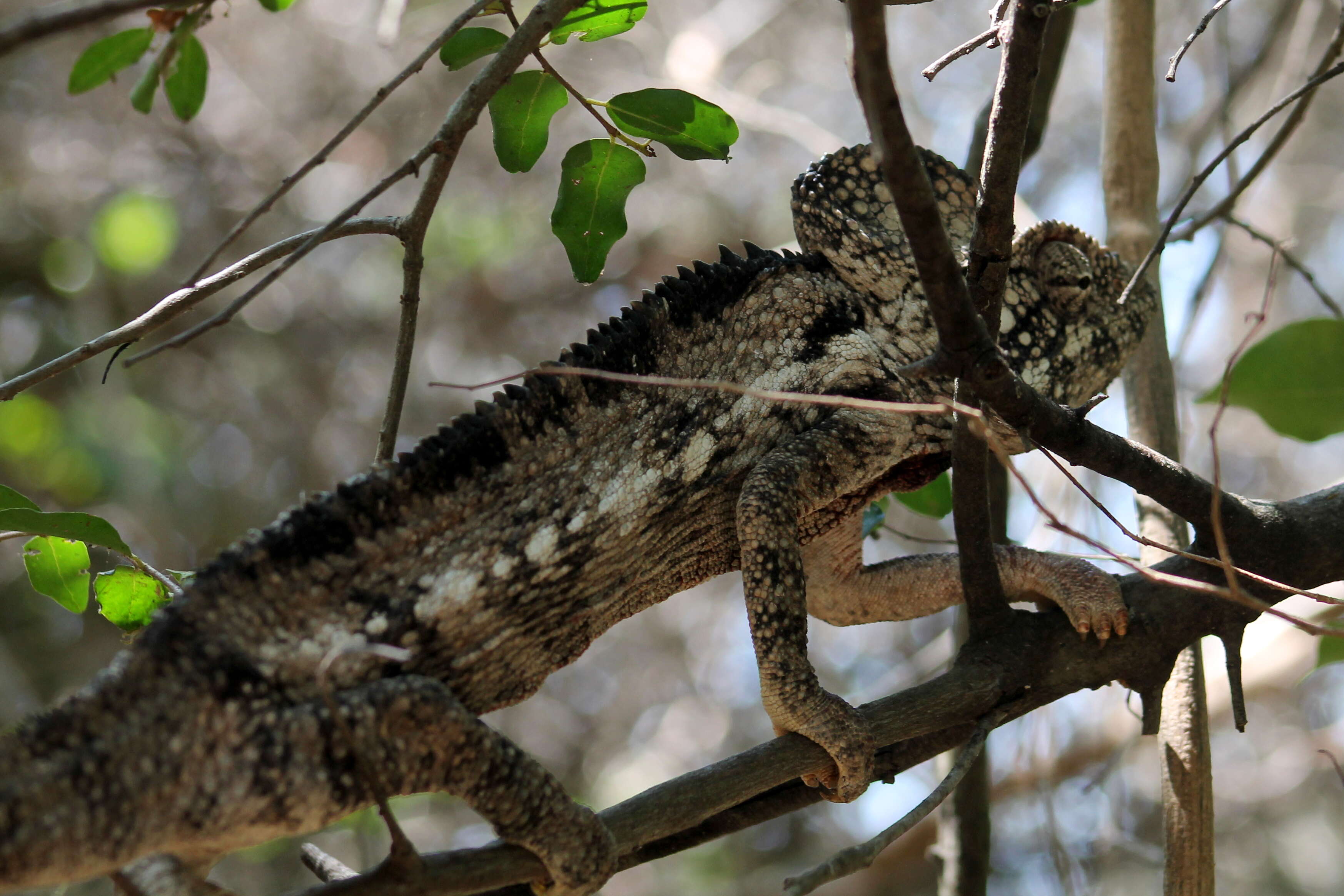 Image of Malagasy Giant Chameleon