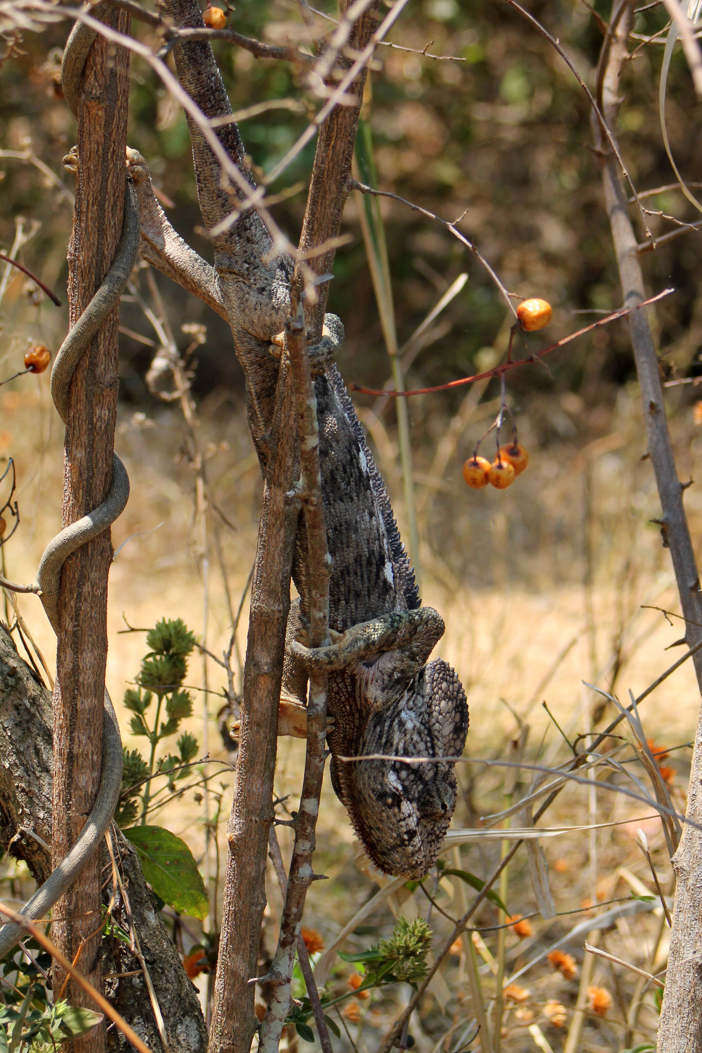 Image of Malagasy Giant Chameleon