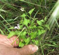 Image of Texas nightshade