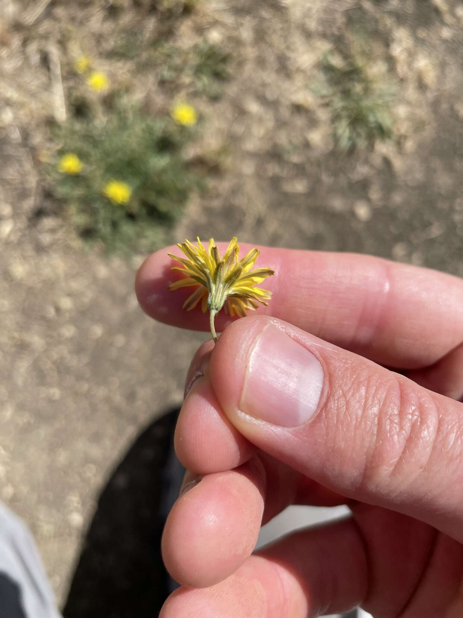 Image of Italian hawksbeard