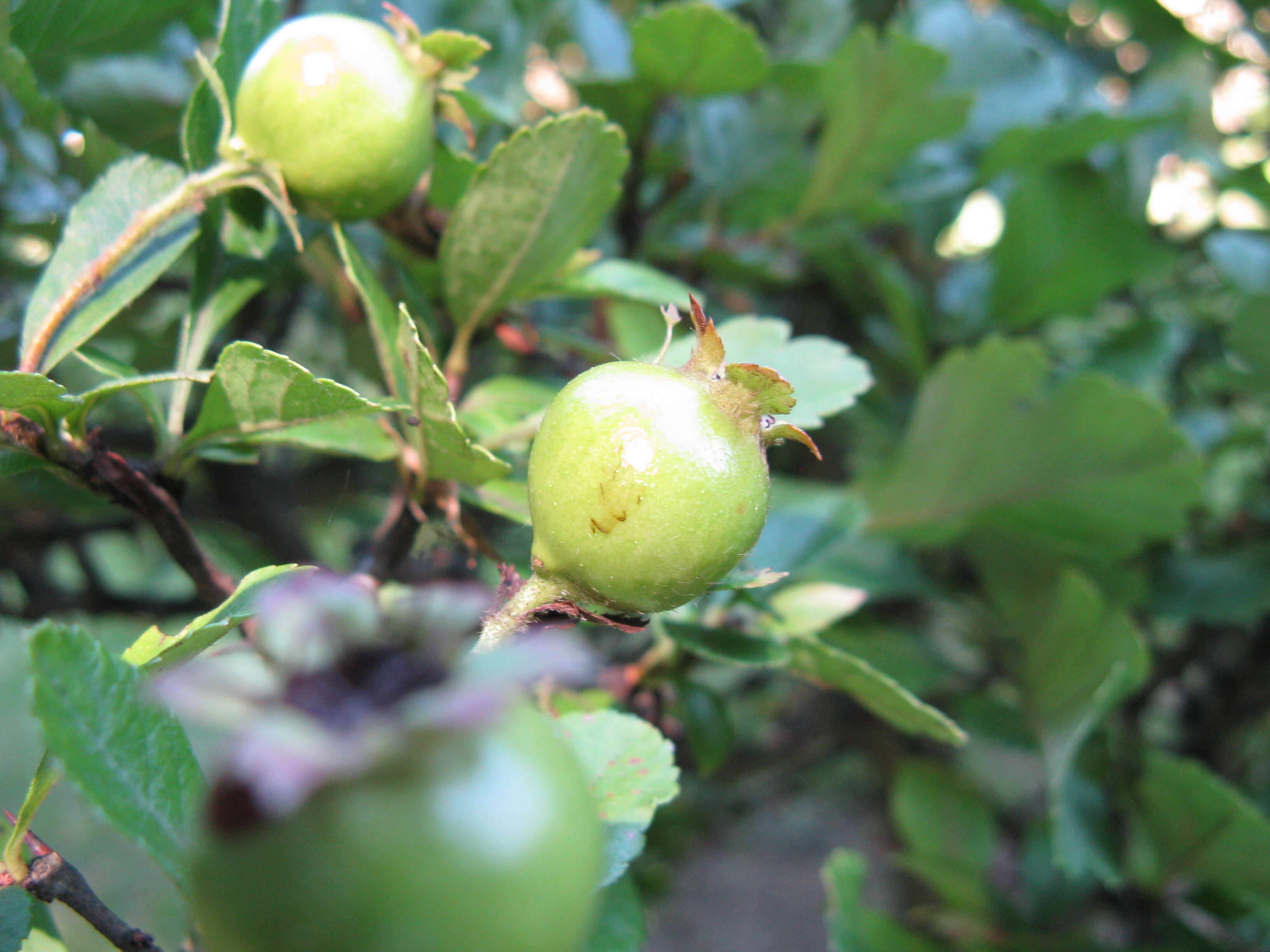 Image de Crataegus cuneata Sieb. & Zucc.